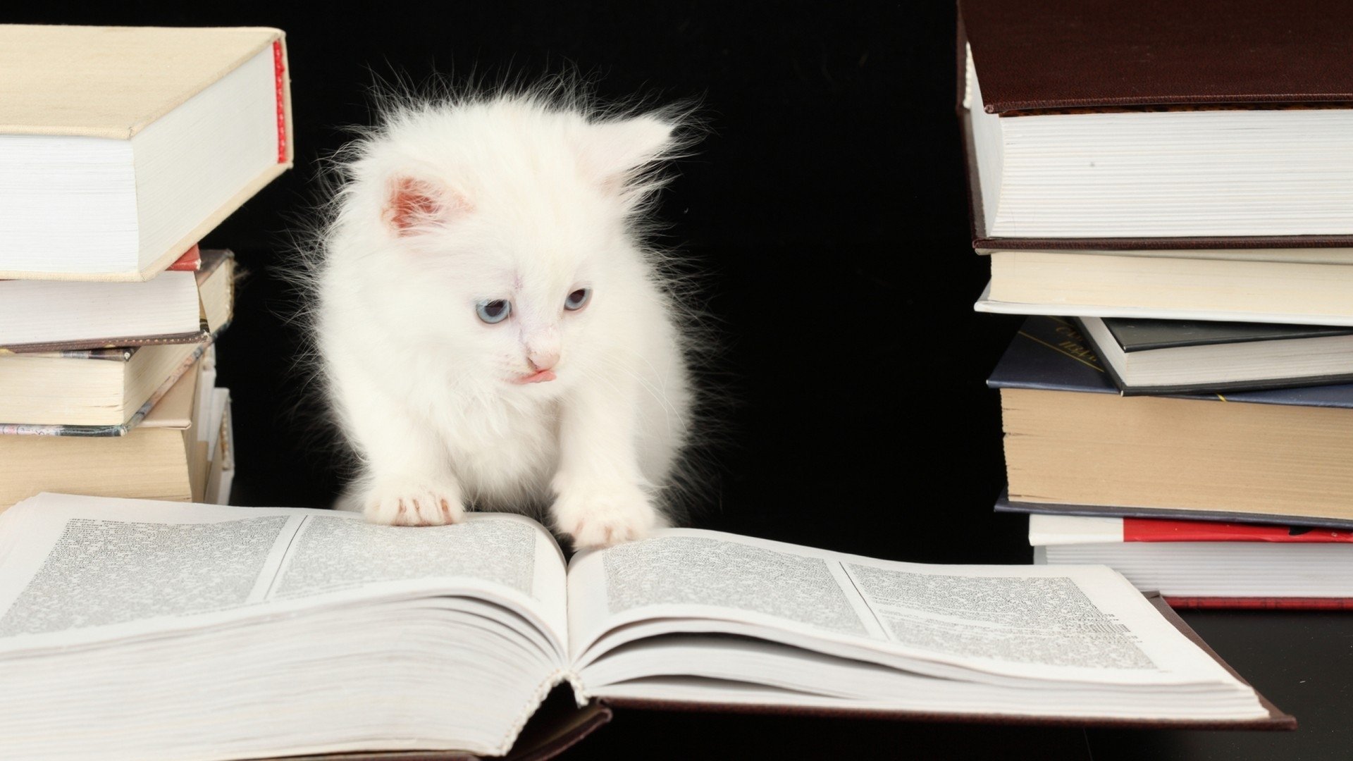 Cute Animals With Books , HD Wallpaper & Backgrounds