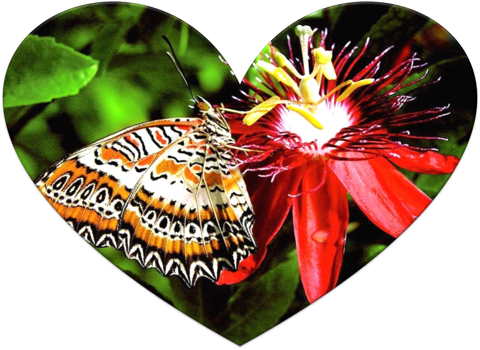 Papillons , HD Wallpaper & Backgrounds