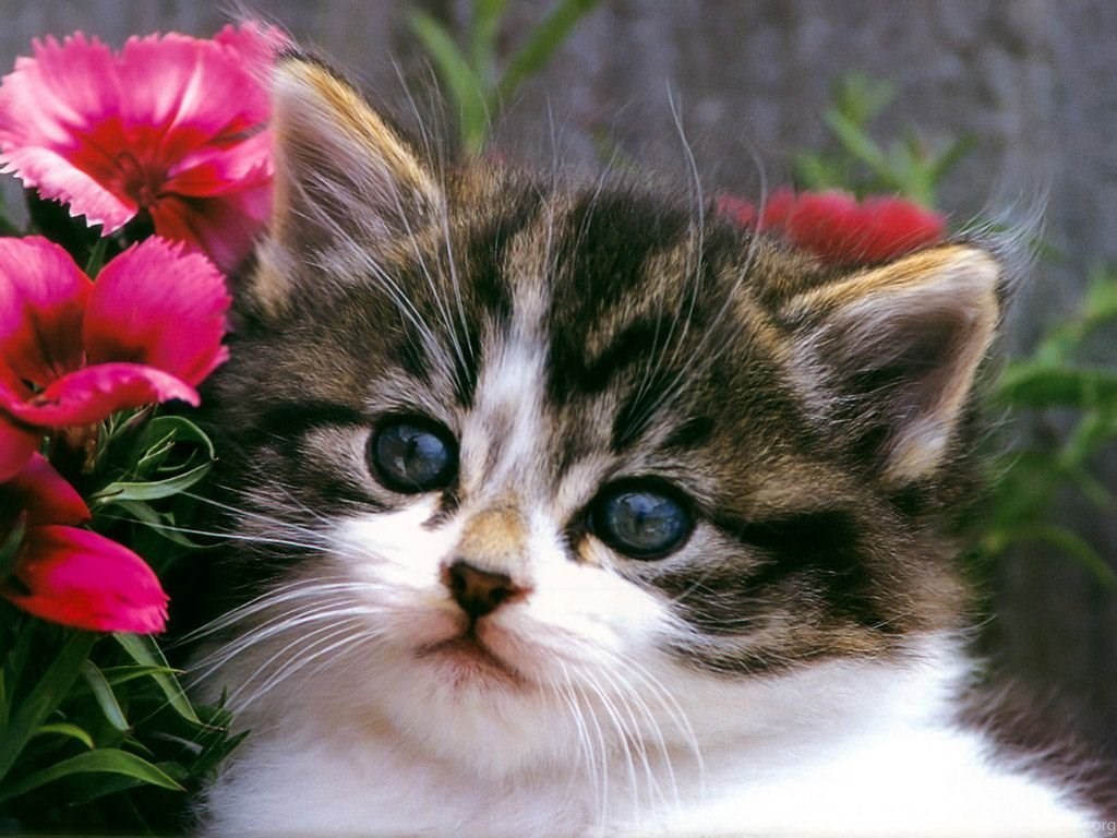 Download Cats Cute Cat And Kitten Cats Kittens Wallpapers - Cute Cat Photos Kitten , HD Wallpaper & Backgrounds