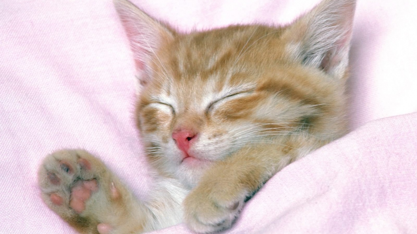 Very Cute Kittens Wallpaper - Cute Kitten Good Night , HD Wallpaper & Backgrounds