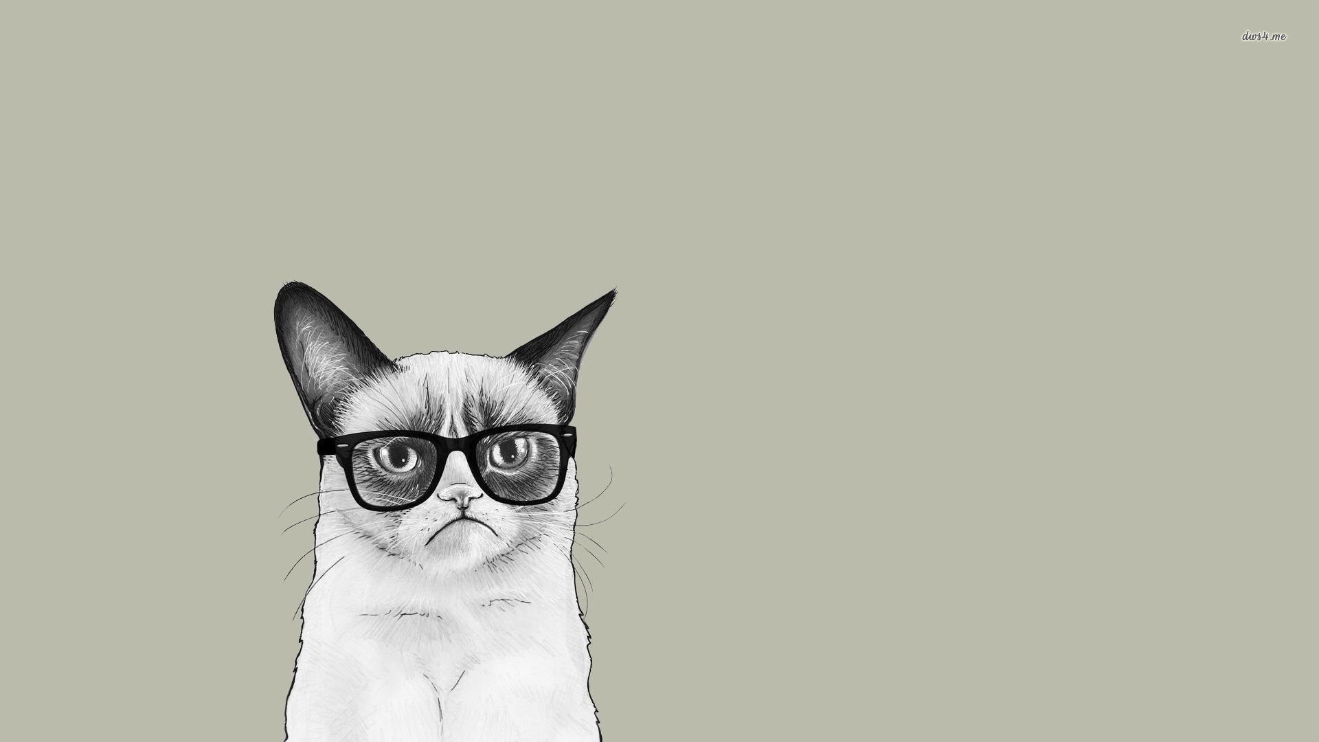 Cool Cat Wallpapers 174685 - Grumpy Cat , HD Wallpaper & Backgrounds