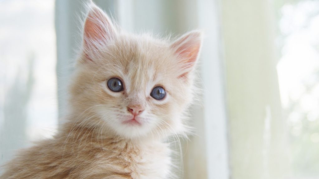 Cute Kitten Wallpaper Hd Resolution Desktop Wallpaper - 예쁜 고양이 배경 화면 , HD Wallpaper & Backgrounds