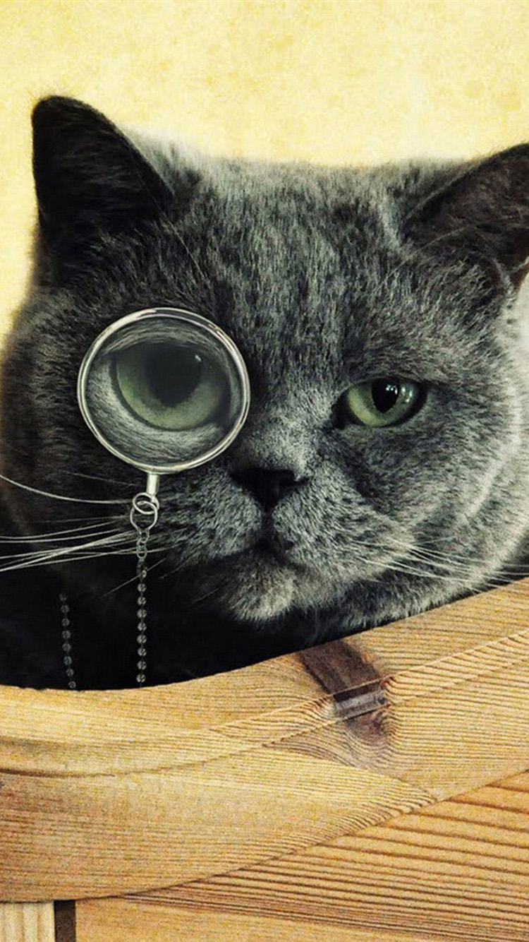 Cat With A Monocle , HD Wallpaper & Backgrounds