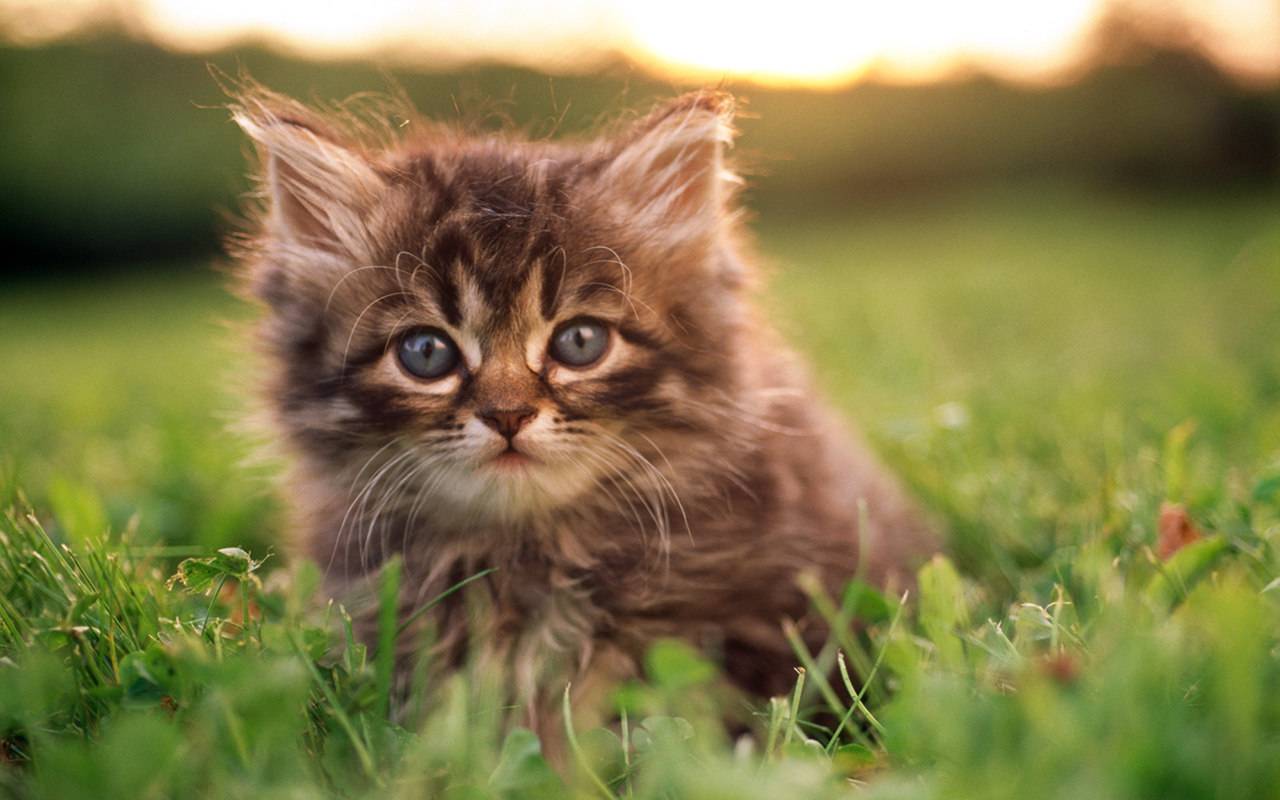 Persian Kitten Wallpaper - Cute Baby Kittens , HD Wallpaper & Backgrounds