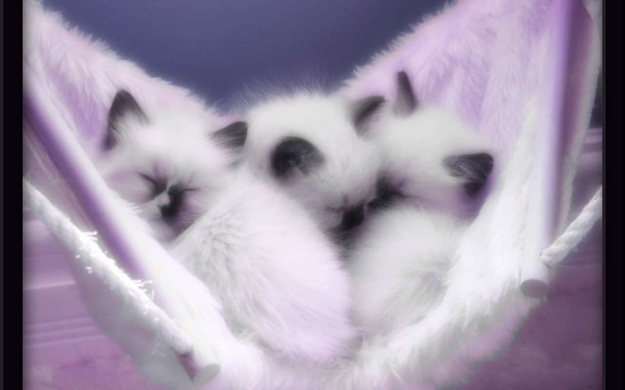 Cute Kittens - Background Cute Kittens , HD Wallpaper & Backgrounds
