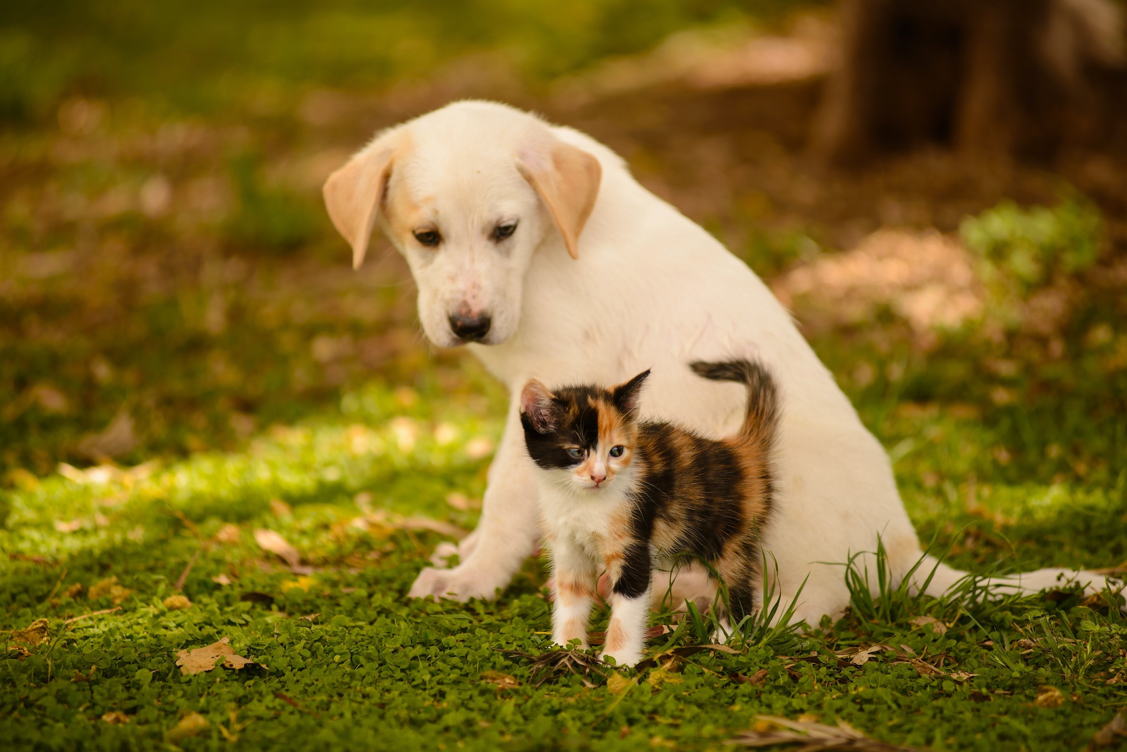 Puppy And Kitten Wallpaper Pc - Cat And Dog Wallpaper Hd , HD Wallpaper & Backgrounds
