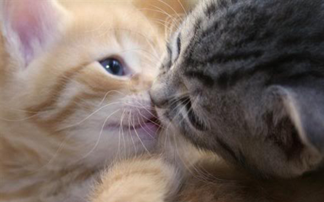 Cute Kittens - Cute Cute Kittens , HD Wallpaper & Backgrounds