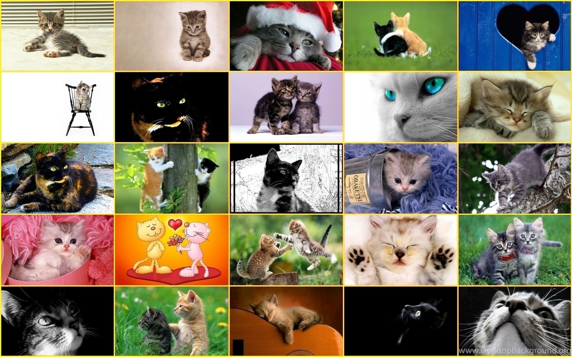 Widescreen - Cats , HD Wallpaper & Backgrounds
