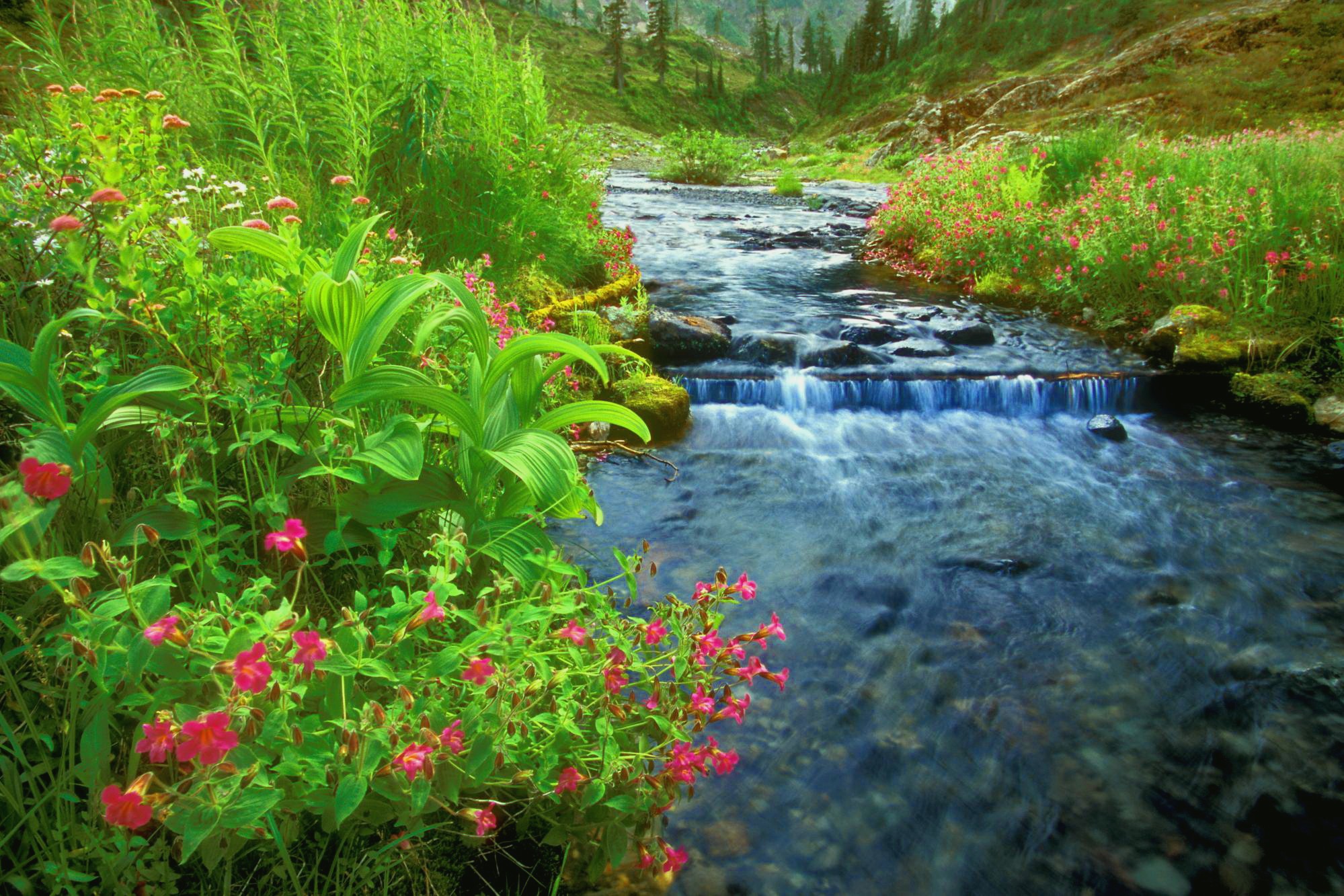 River Wallpapers - Flowers Around The River , HD Wallpaper & Backgrounds