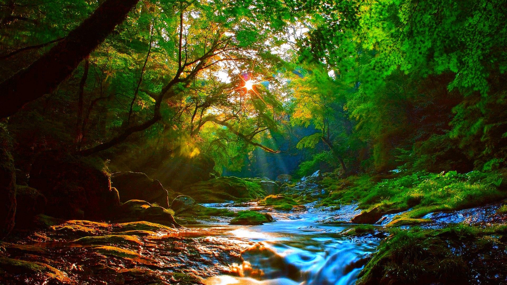 Forest River Wallpaper For Mac - Forest Stream Background , HD Wallpaper & Backgrounds