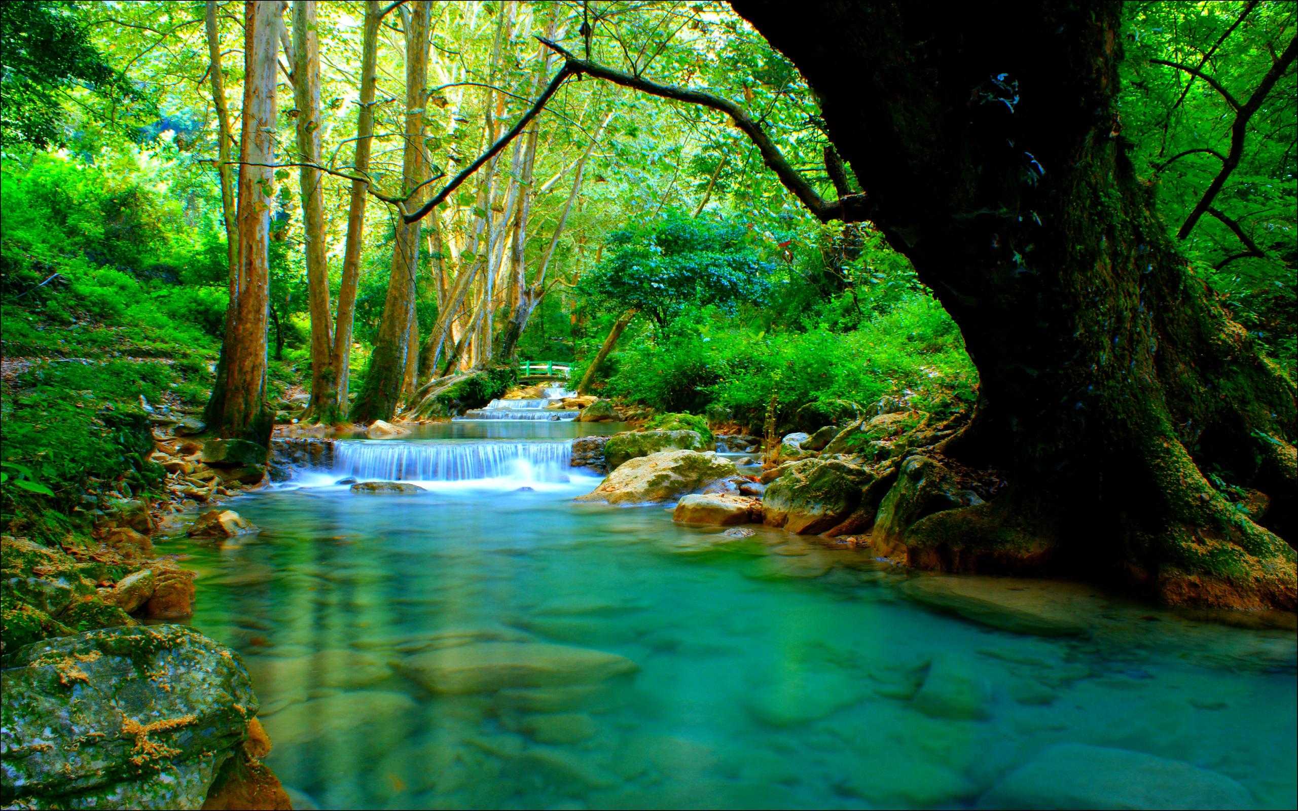 Forest River Wallpaper Desktop Background - Forest With River Background , HD Wallpaper & Backgrounds