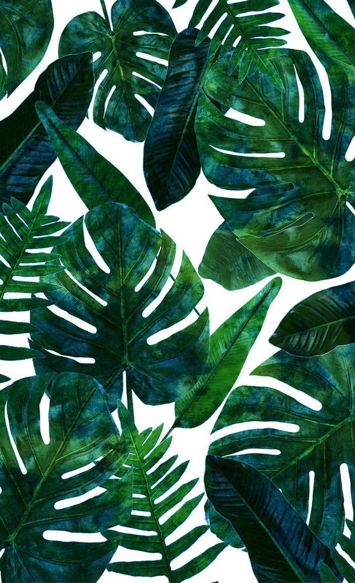 Tropical Wallpaper, Tropical Leaves, Leaves Wallpaper - Tropical Wallpaper We Heart , HD Wallpaper & Backgrounds