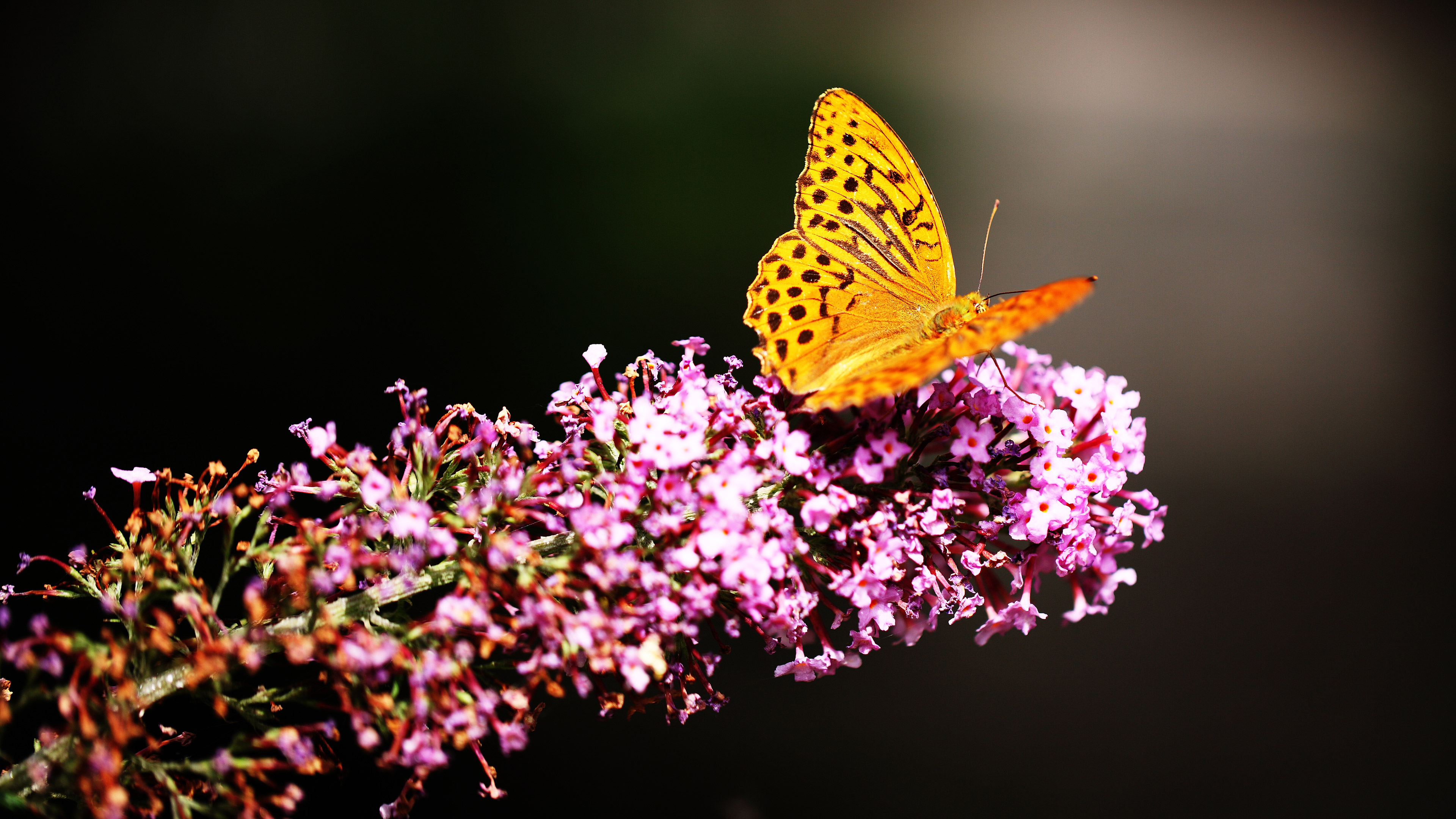 Beautiful Butterfly 4k - Ultra Hd Butterfly Wallpaper Hd , HD Wallpaper & Backgrounds