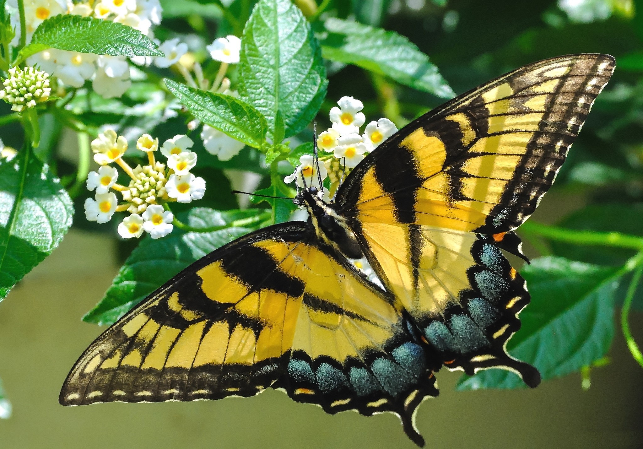 Beautiful Butterfly Wallpaper - Beautiful Butterfly , HD Wallpaper & Backgrounds