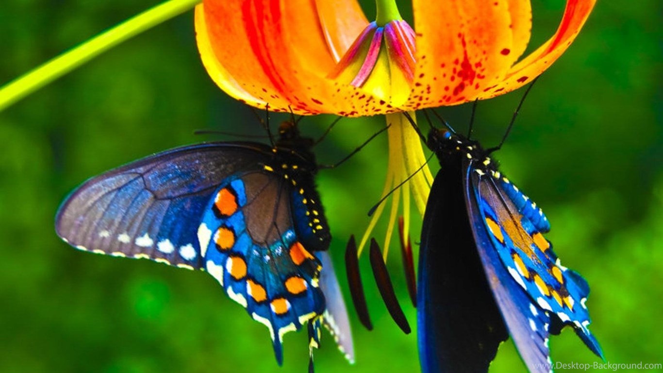 Beautiful Butterfly Colour Hd , HD Wallpaper & Backgrounds