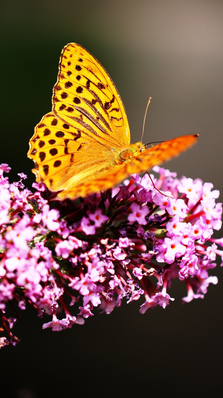Butterfly, Pollinator, Butterfly Gardening, Nectar, - Garden And Butterflies , HD Wallpaper & Backgrounds