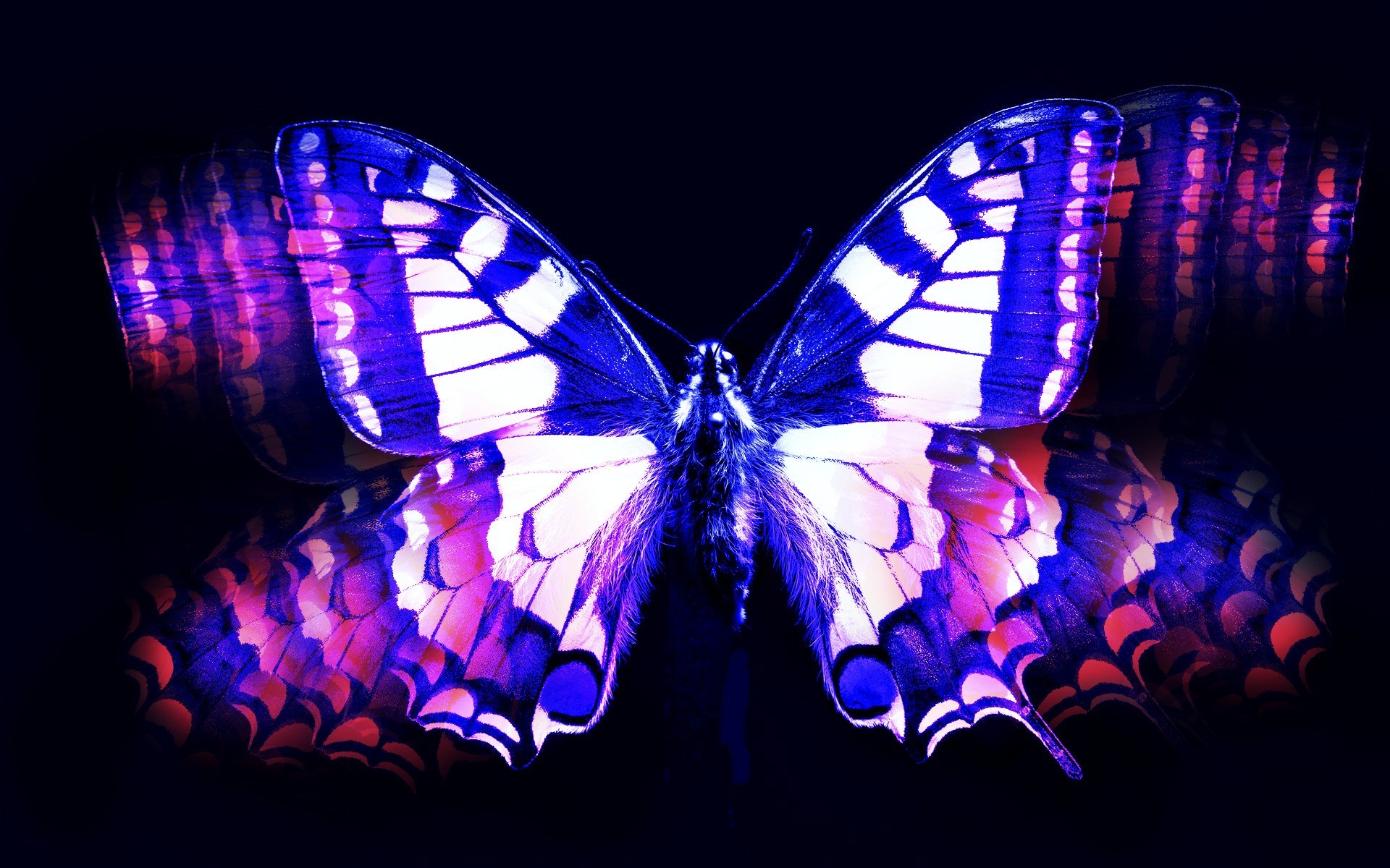 Blue And Pink Butterfly Wallpaper - Purple Butterfly , HD Wallpaper & Backgrounds
