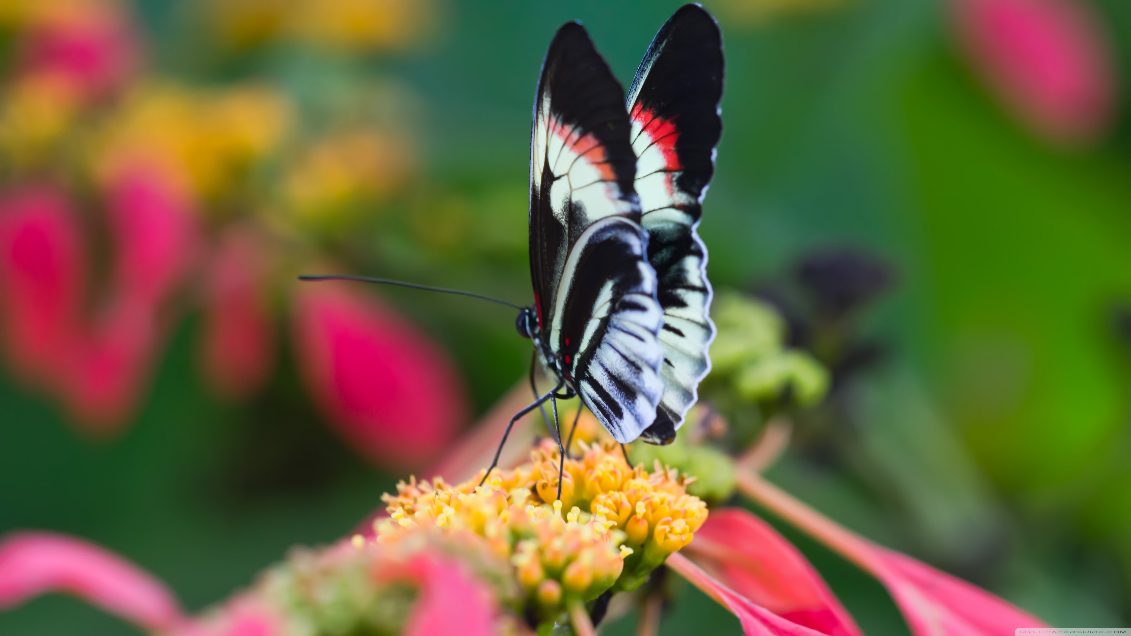 Beautiful Butterfly On Flower Macro Wallpapers - 4k Ultra Hd Butterfly , HD Wallpaper & Backgrounds