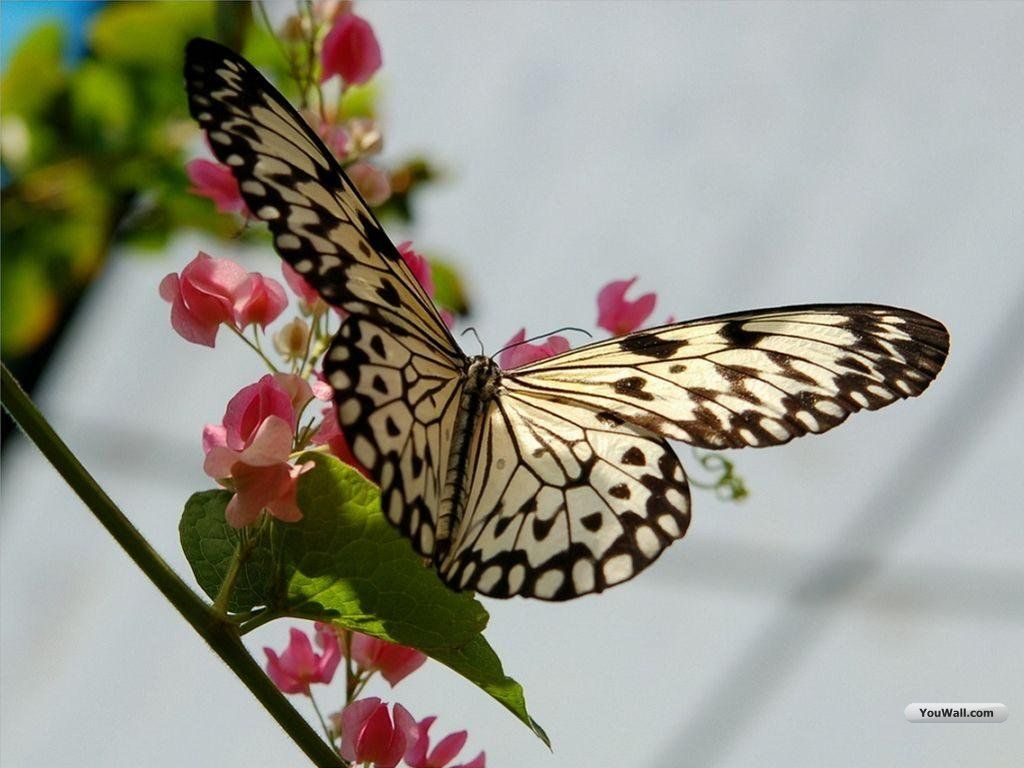 Butterfly Wallpapers , HD Wallpaper & Backgrounds