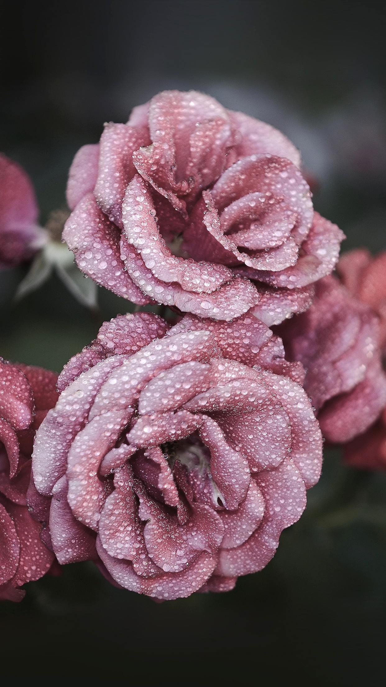 Featured image of post Flower Rose Gold Wallpaper Iphone 8 : For premium silk flowers and wedding bouquets that last a lifetime, visit.