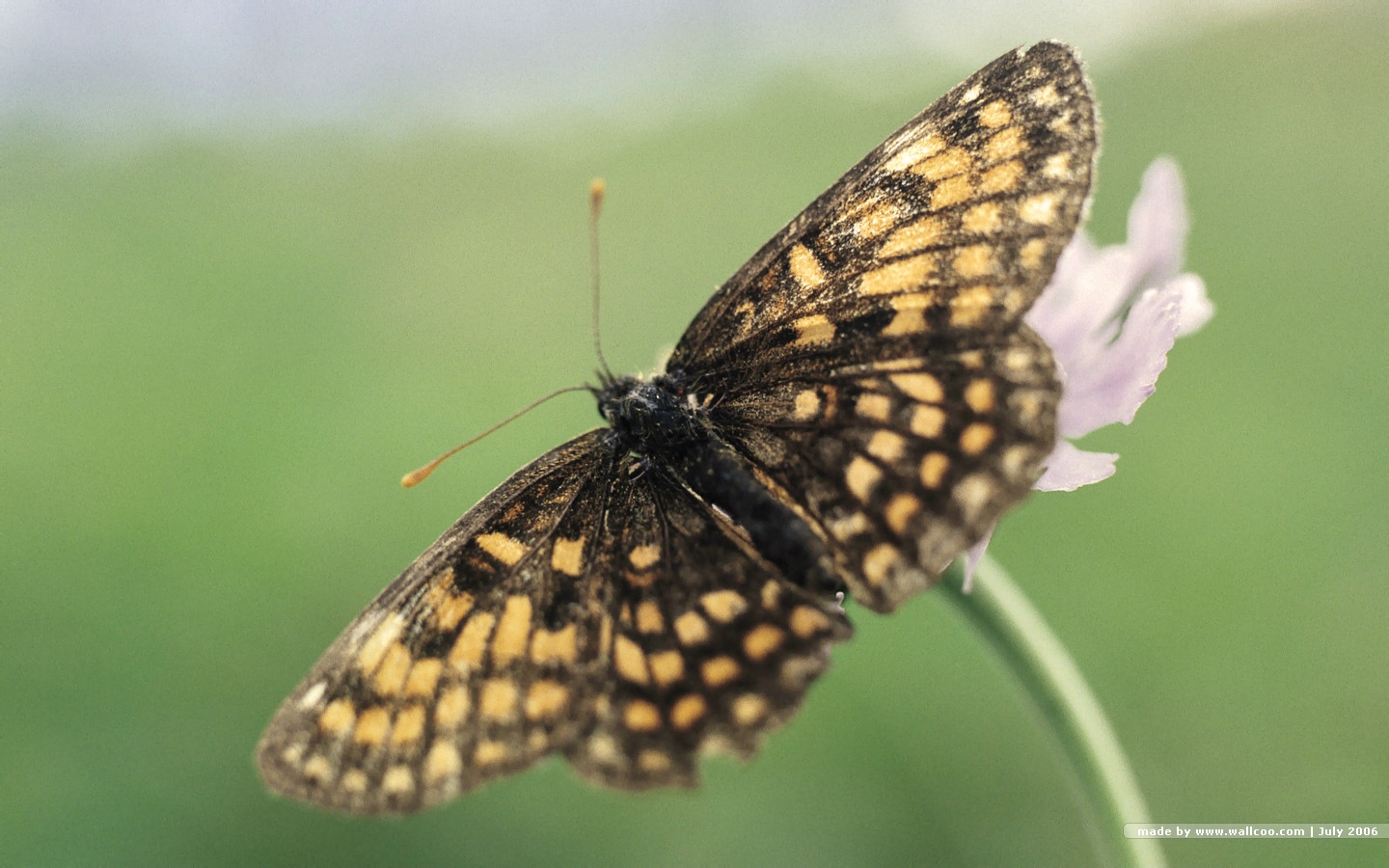 Butterfly On Flowers - Heath Fritillary , HD Wallpaper & Backgrounds