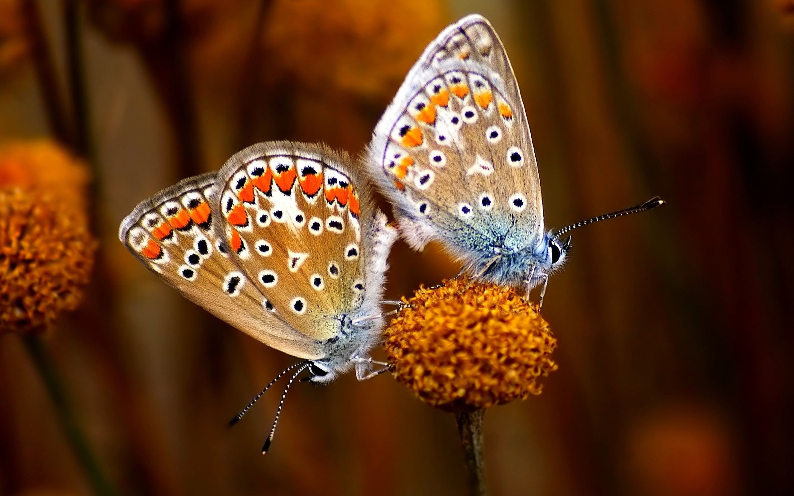 Greatest Two Beautiful Butterflies Wallpaper - True Love Wallpaper Hd , HD Wallpaper & Backgrounds