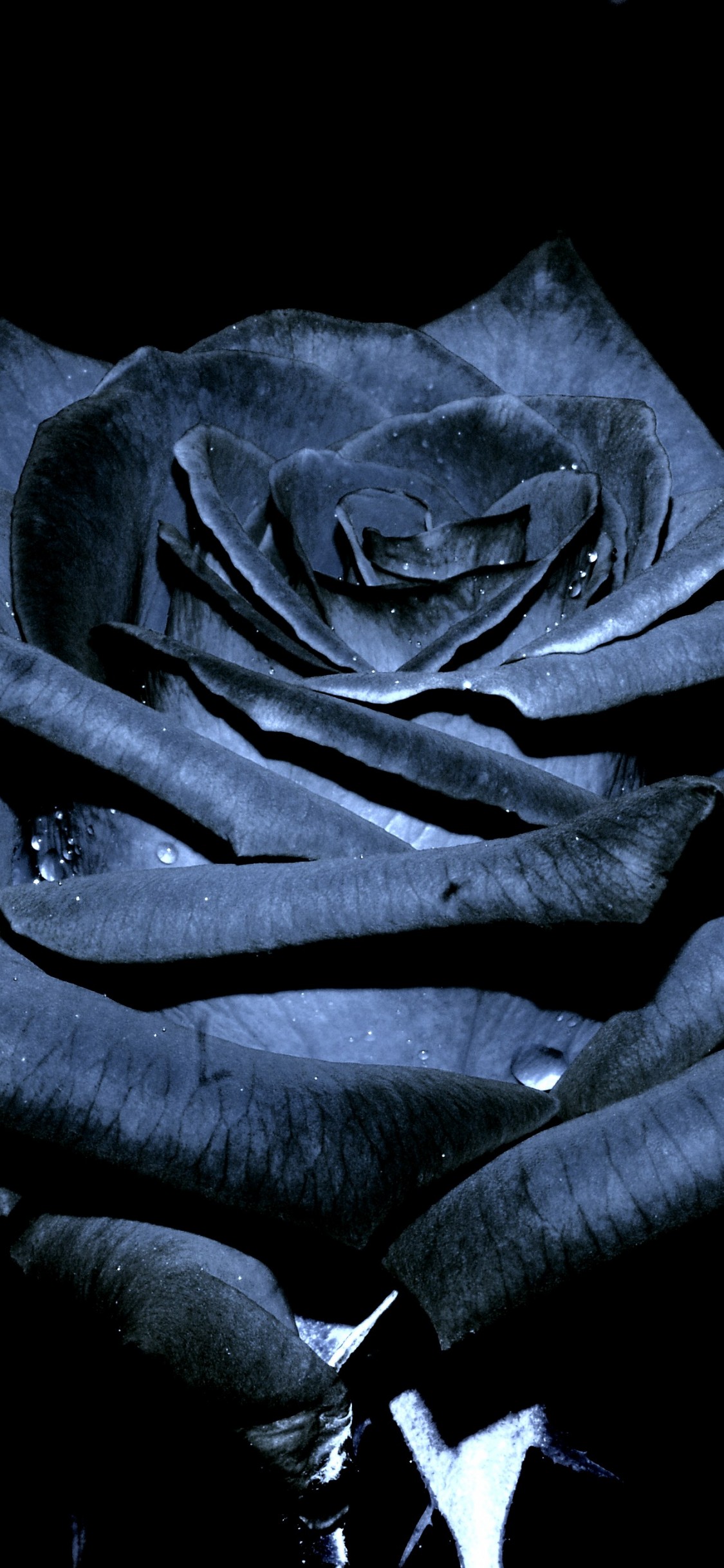Download Black Rose Gold Nike, Black Rose Goku Wallpaper - Grey And Black Background Roses , HD Wallpaper & Backgrounds