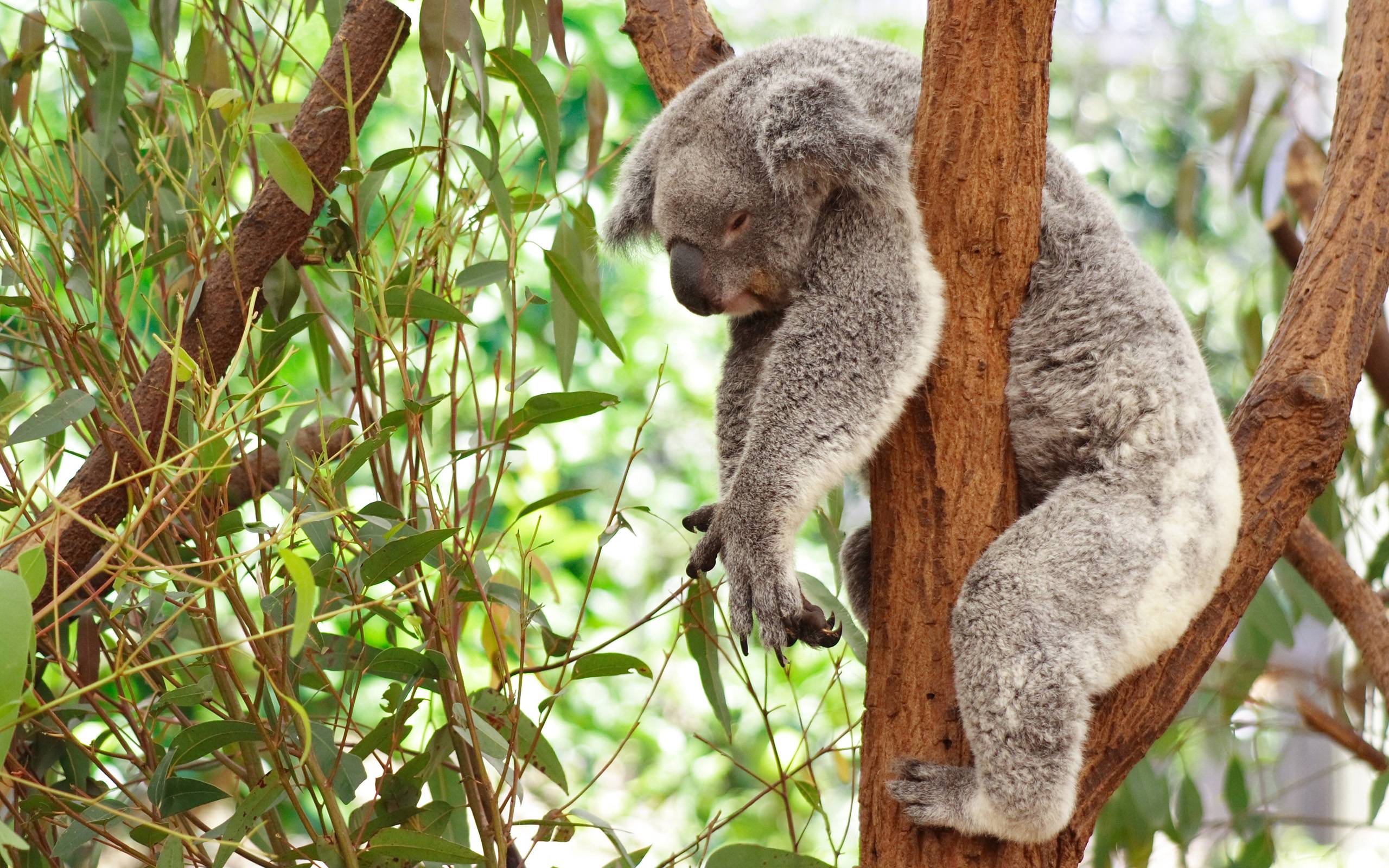 41 Koala Wallpapers - Koala Wallpapers Hd , HD Wallpaper & Backgrounds