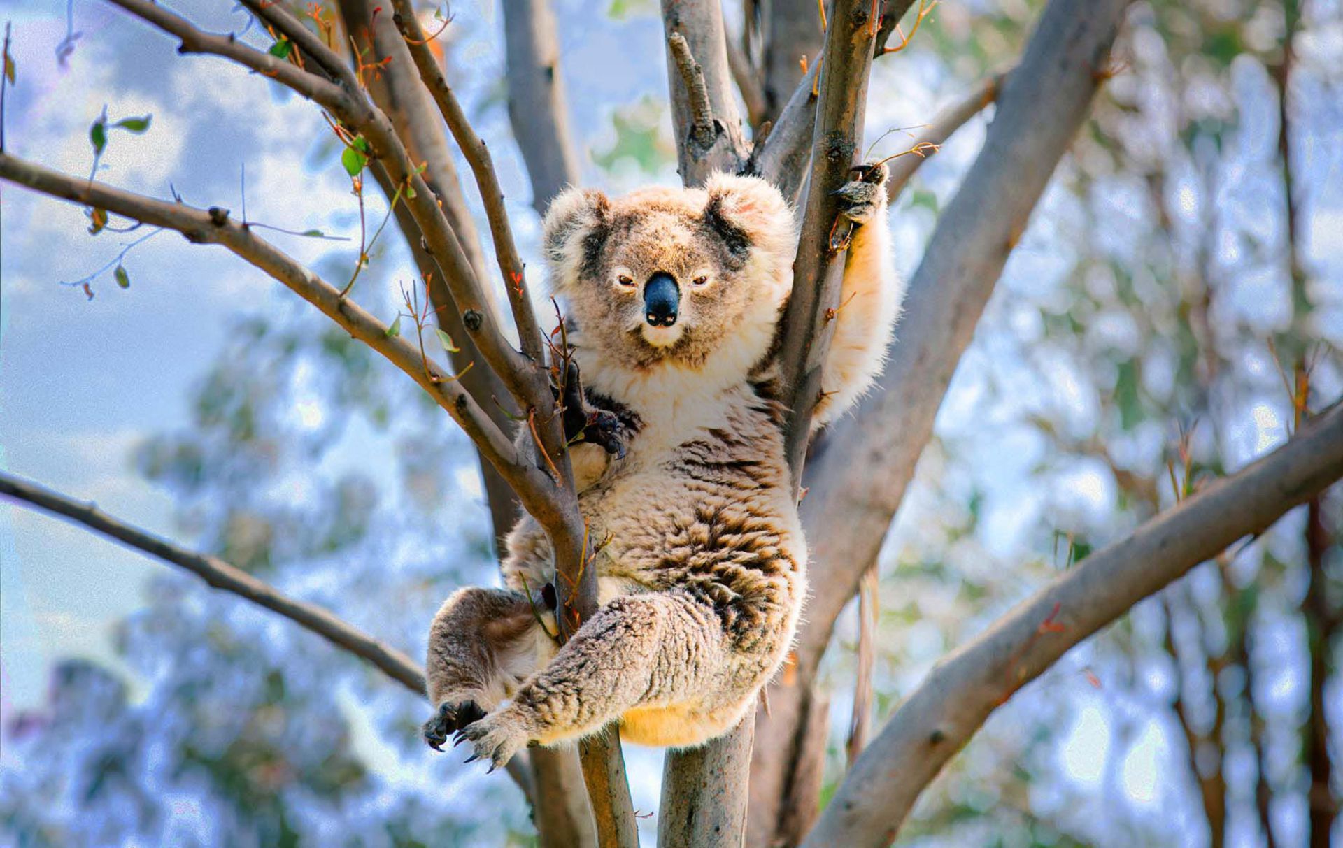 Hd Picture Of Koala , HD Wallpaper & Backgrounds
