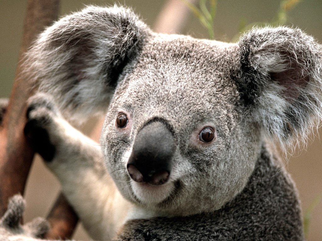 Koala - Koala Avatar , HD Wallpaper & Backgrounds