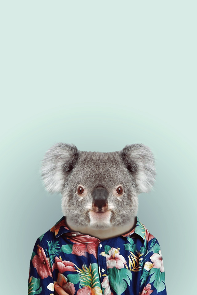 Koala Shirt - Koala Wearing T Shirt , HD Wallpaper & Backgrounds