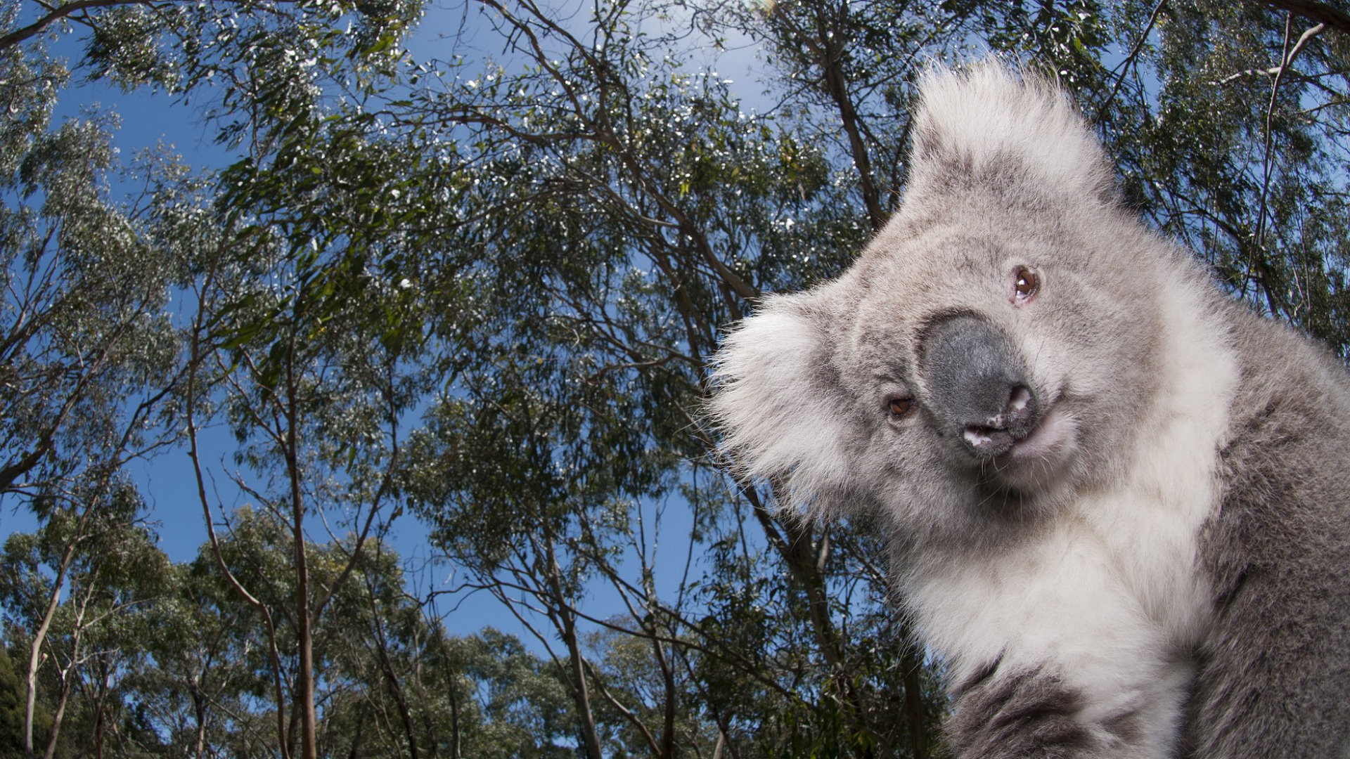 Koalas Images Koalas Hd Wallpaper And Background Photos - Hd Koala , HD Wallpaper & Backgrounds