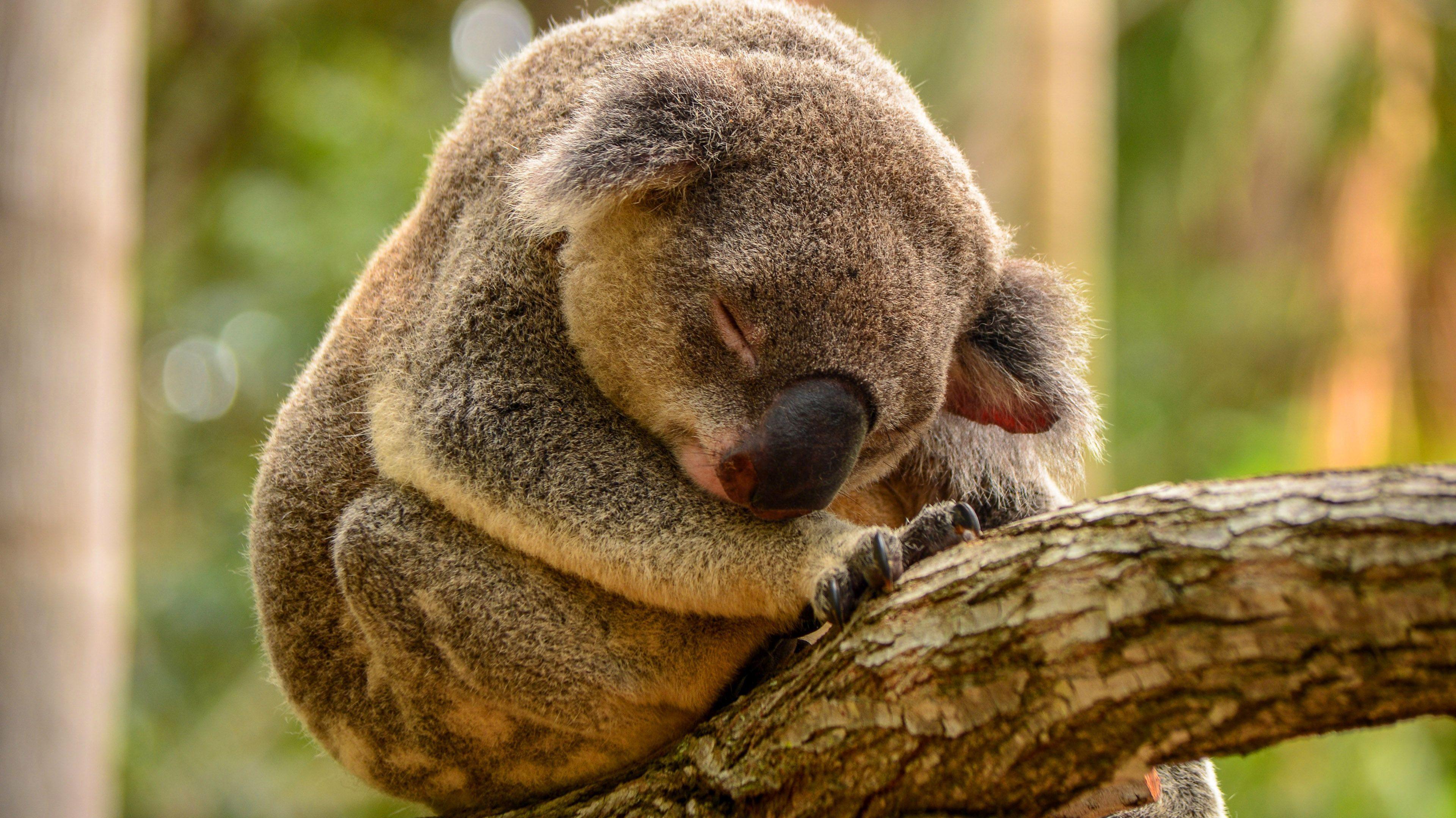 Hd Sleeping Koala Wallpaper - Hd Wallpaper Sleeping Koala , HD Wallpaper & Backgrounds