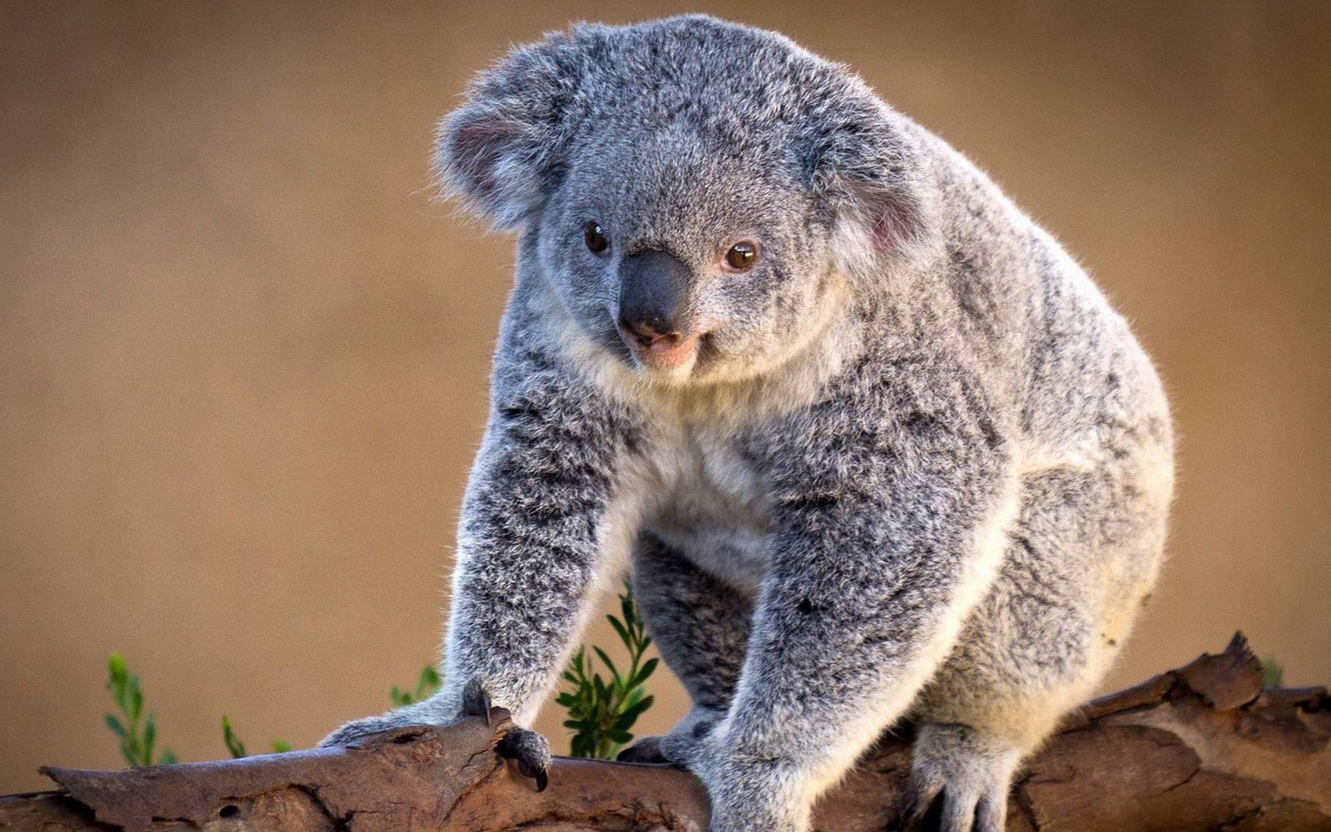 Koala Mammal , HD Wallpaper & Backgrounds