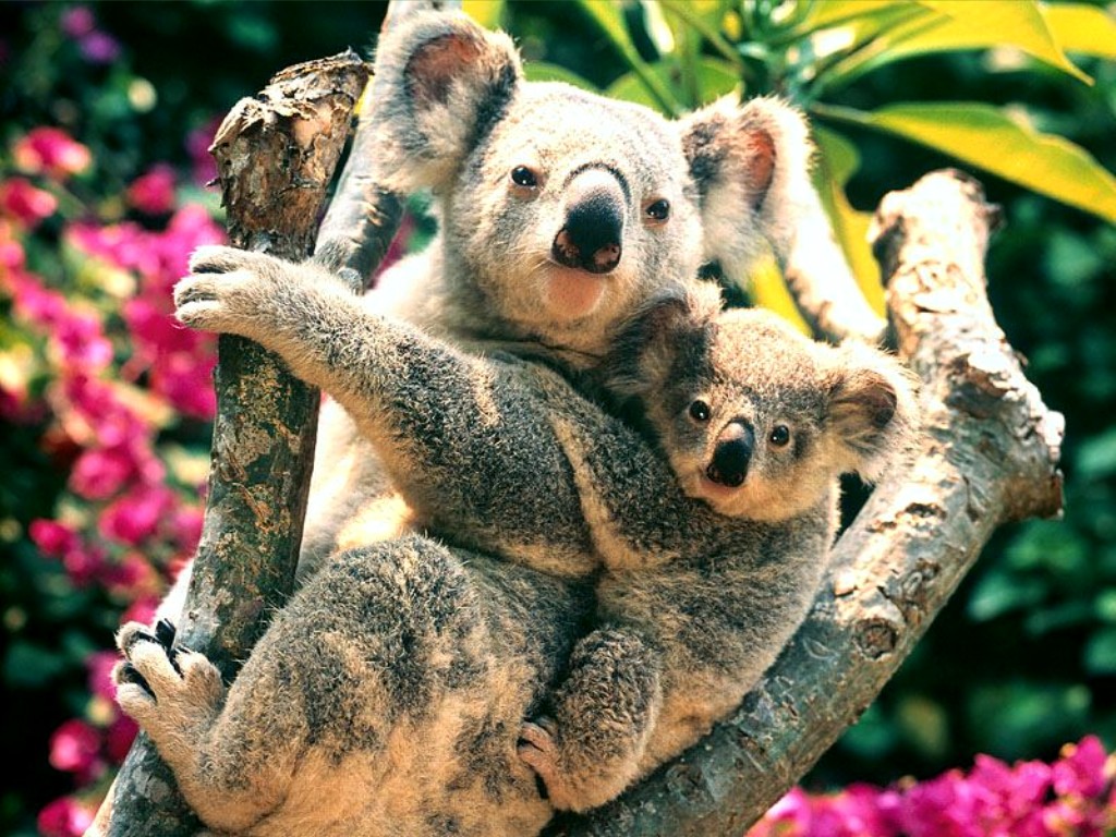 Koala Wallpaper - Koala Facts For Kids , HD Wallpaper & Backgrounds