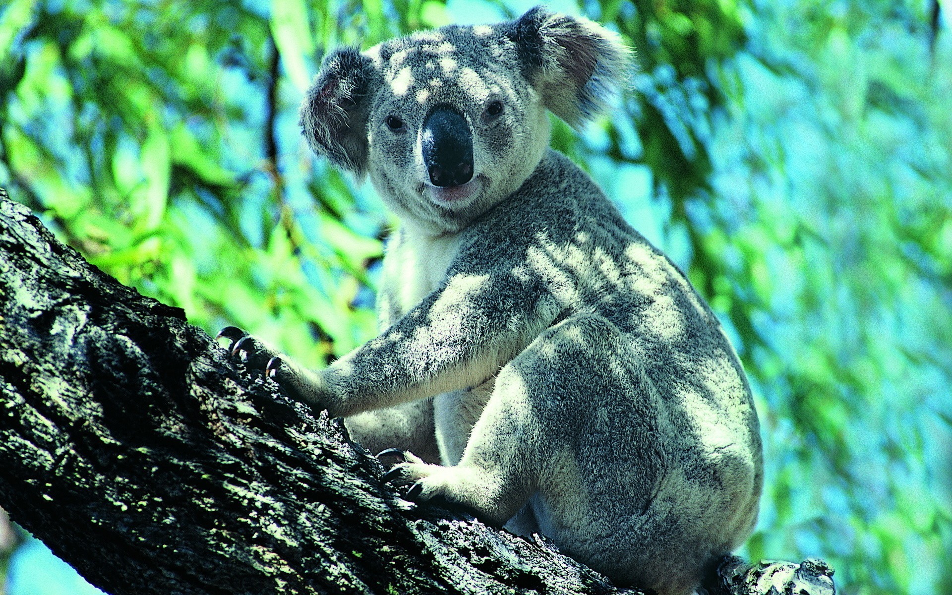 Koala Wallpaper - Koala Wallpaper Hd , HD Wallpaper & Backgrounds