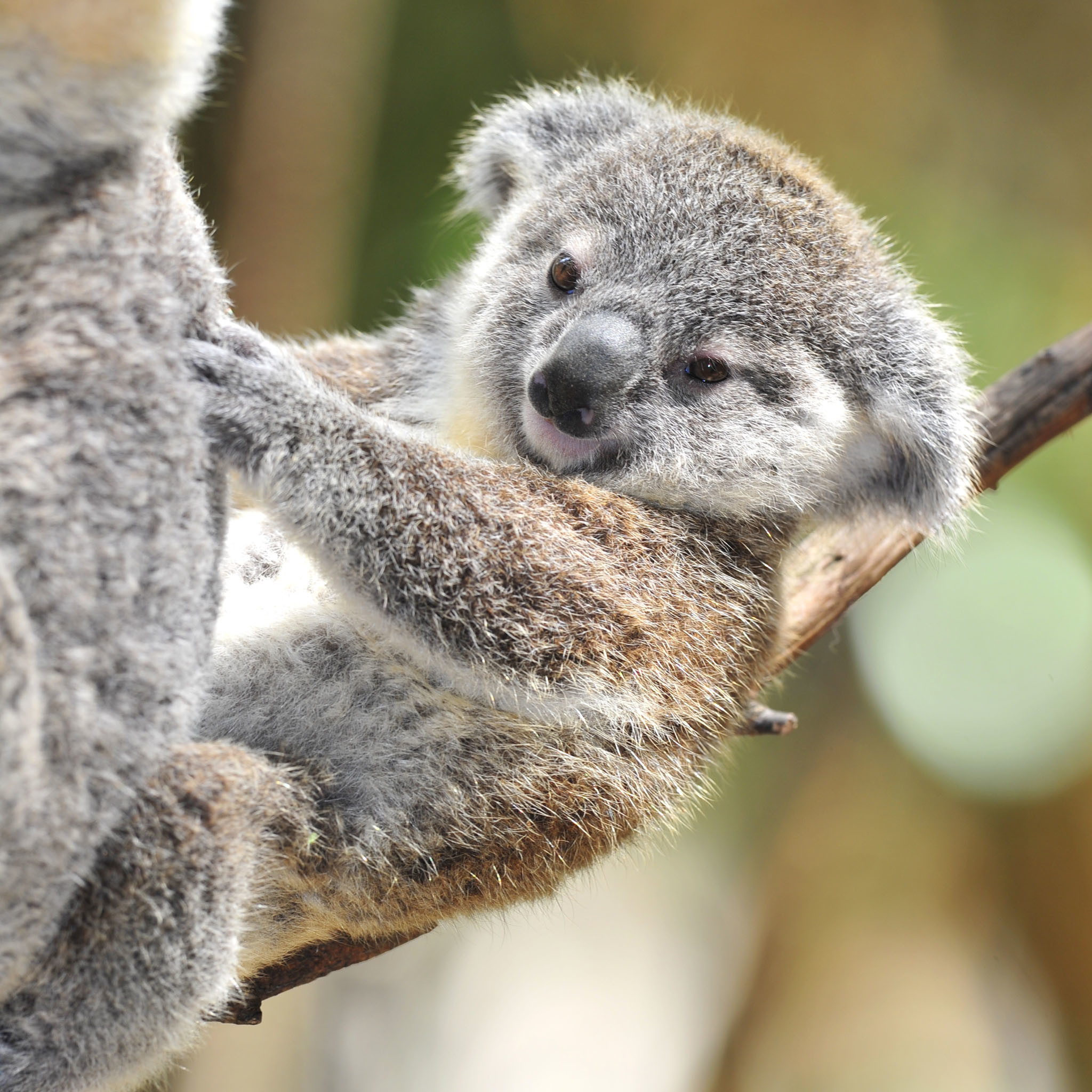 Cute Newborn Baby Koala , HD Wallpaper & Backgrounds