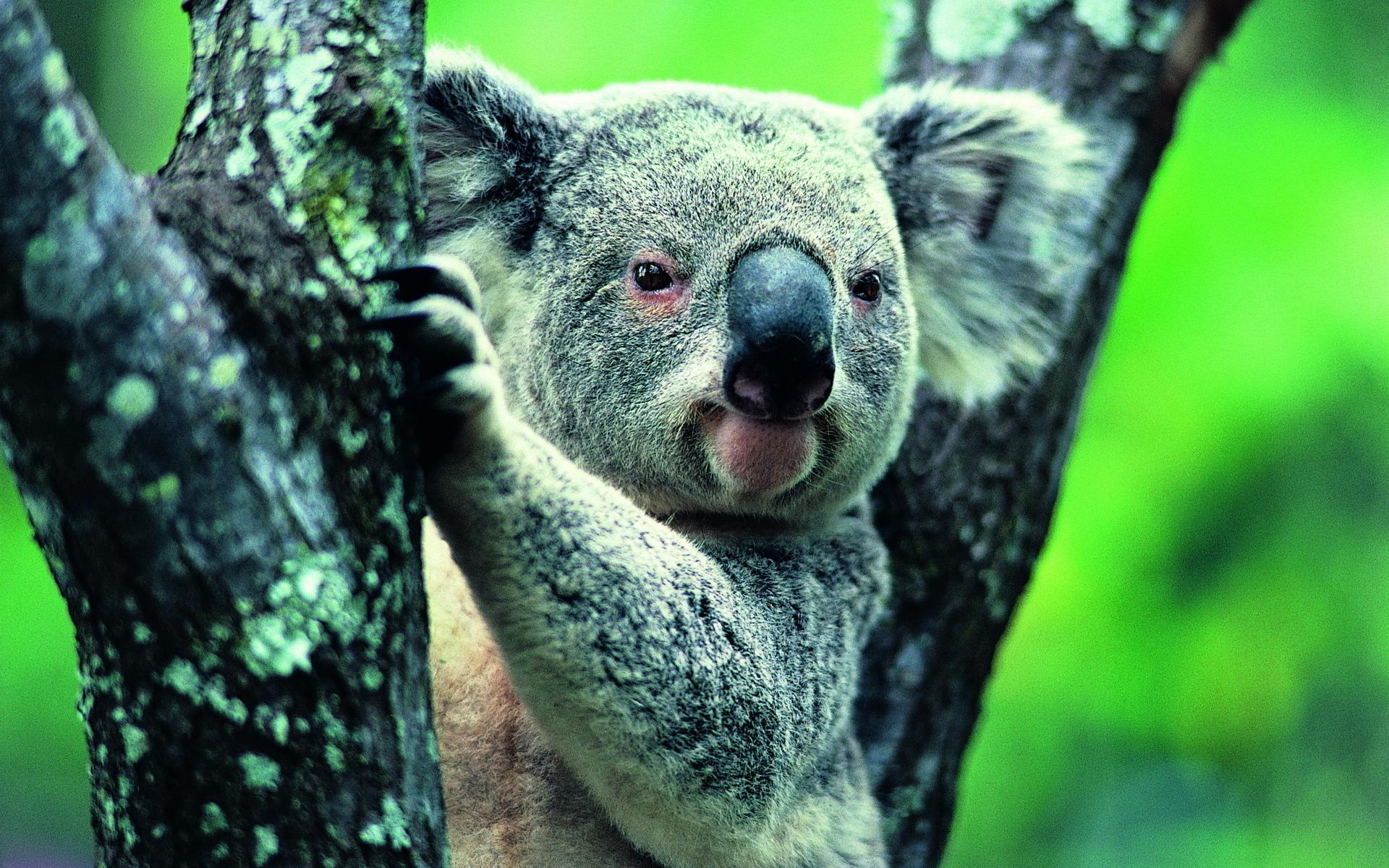 Koala Wallpapers Hd Quality - Koala Wallpaper Hd , HD Wallpaper & Backgrounds