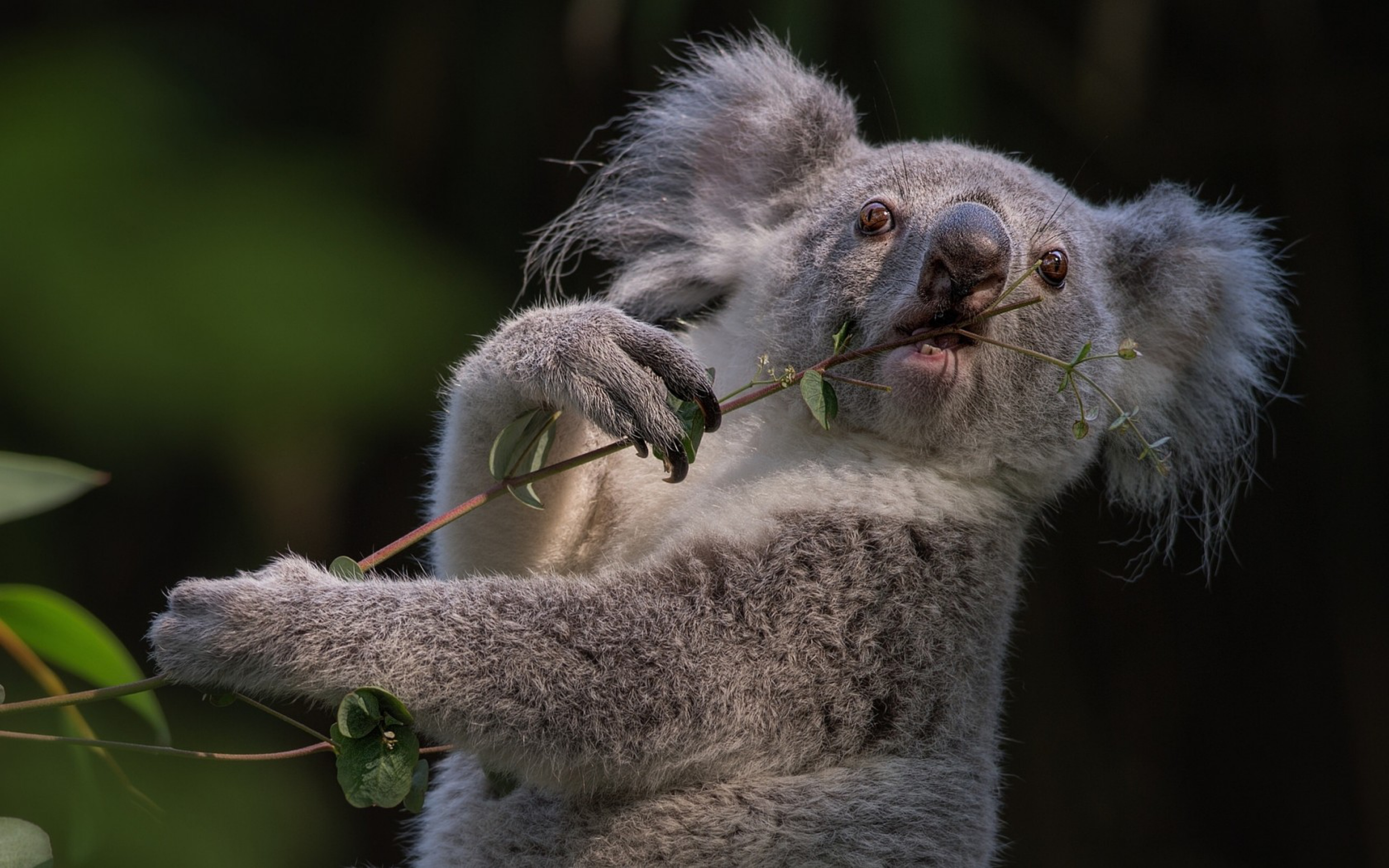 Koala Wallpaper - Koala Wallpaper 4k , HD Wallpaper & Backgrounds