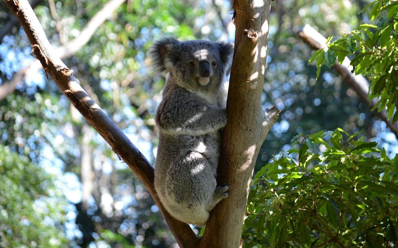 Koala Wallpaper , HD Wallpaper & Backgrounds