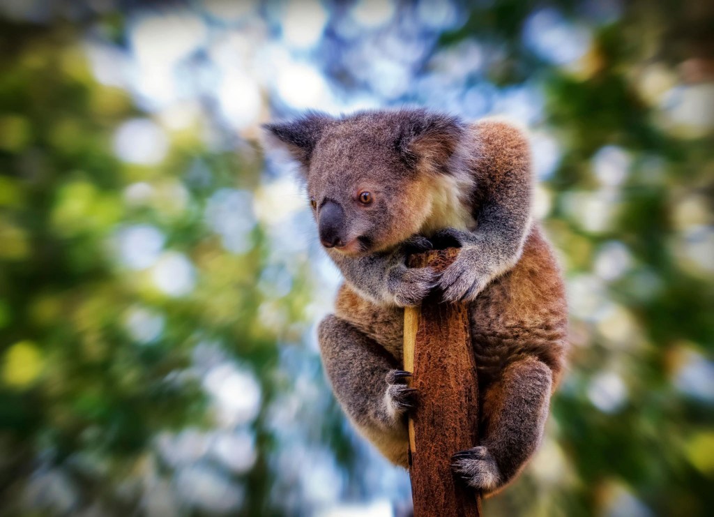 Koala Wallpapers Hd - Koala Backgrounds , HD Wallpaper & Backgrounds