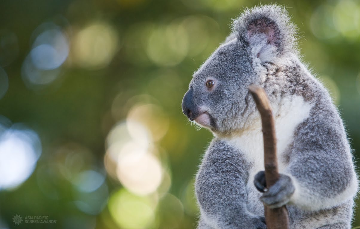 Koala Wallpaper - Australia Koala , HD Wallpaper & Backgrounds
