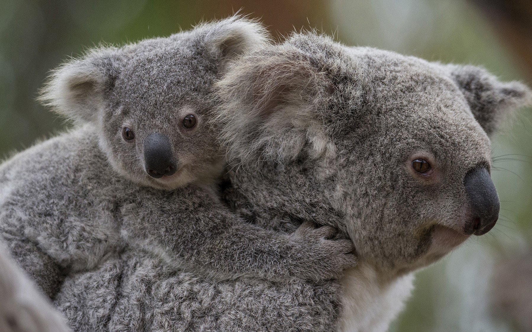 Baby Koala - Mother And Baby Koala , HD Wallpaper & Backgrounds