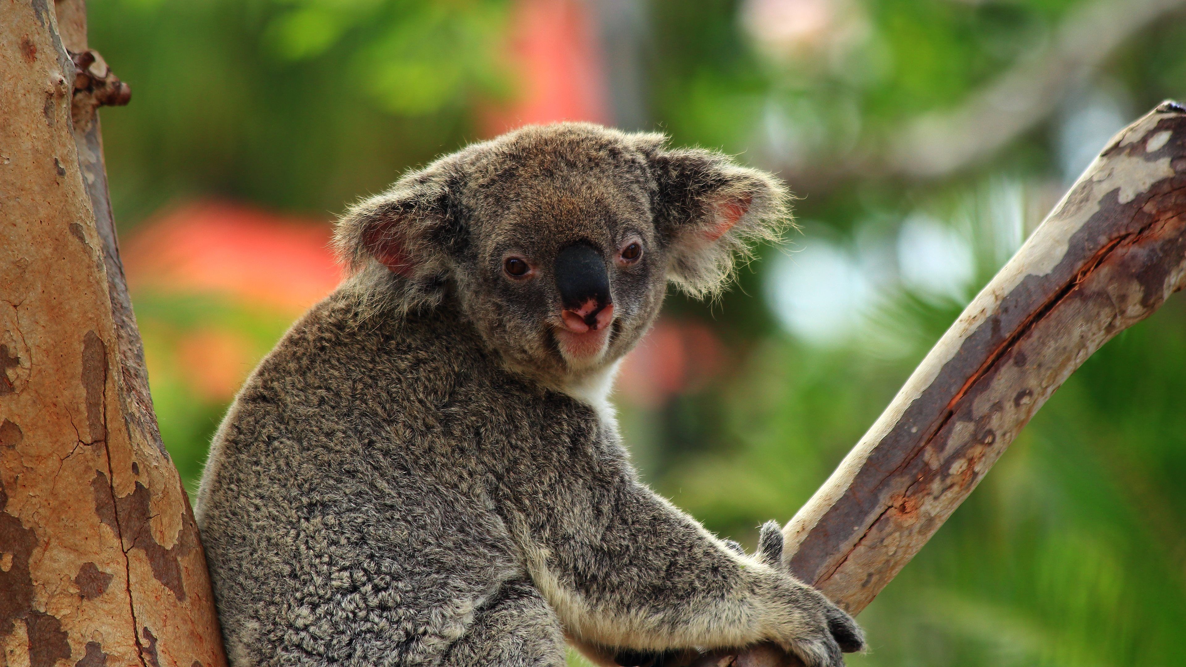 Koala Wallpaper 4k , HD Wallpaper & Backgrounds