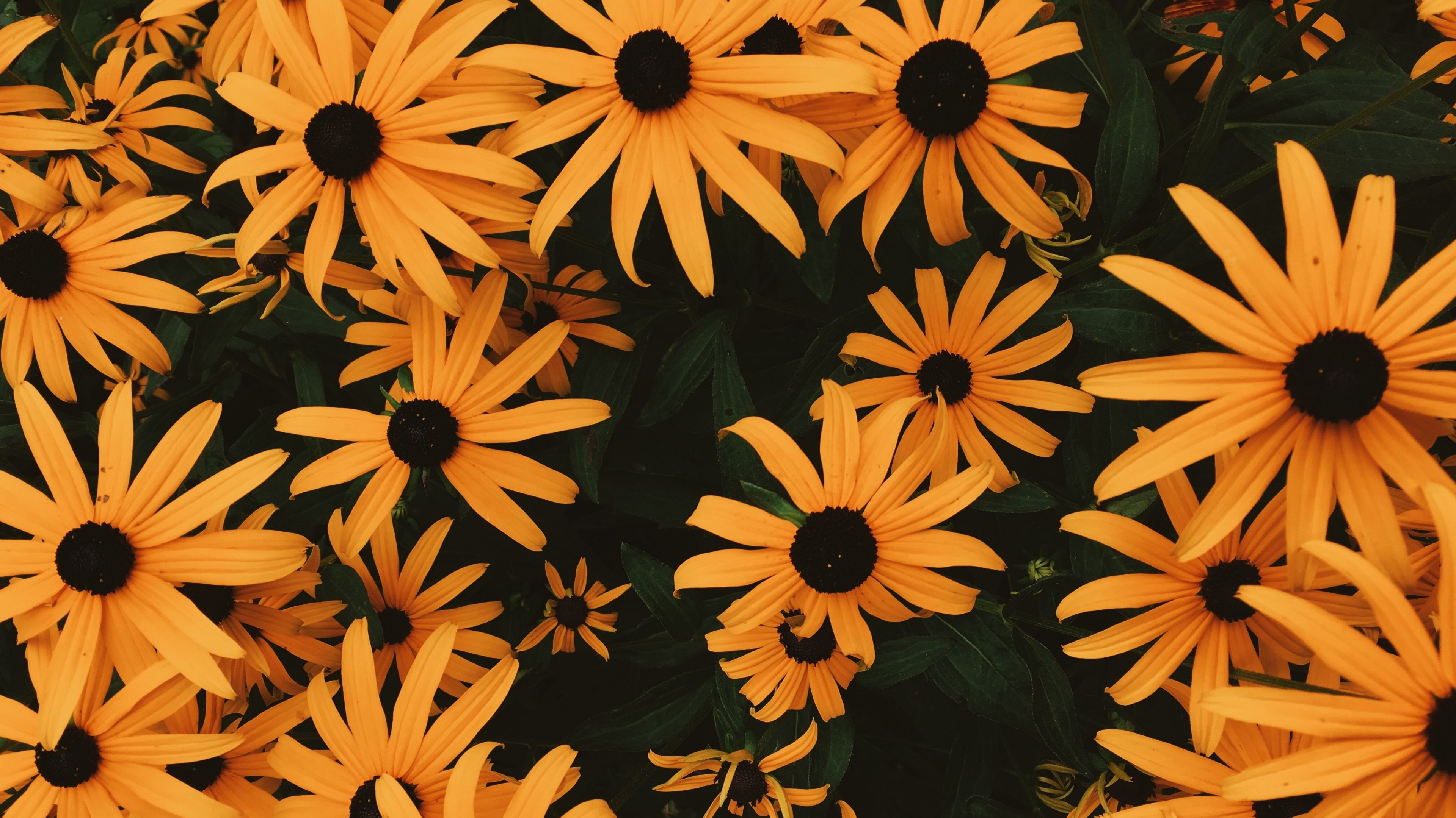 Wallpaper Coneflowers, Flowers, Flowerbed, Many - Aesthetic Wallpapers For Chromebook , HD Wallpaper & Backgrounds