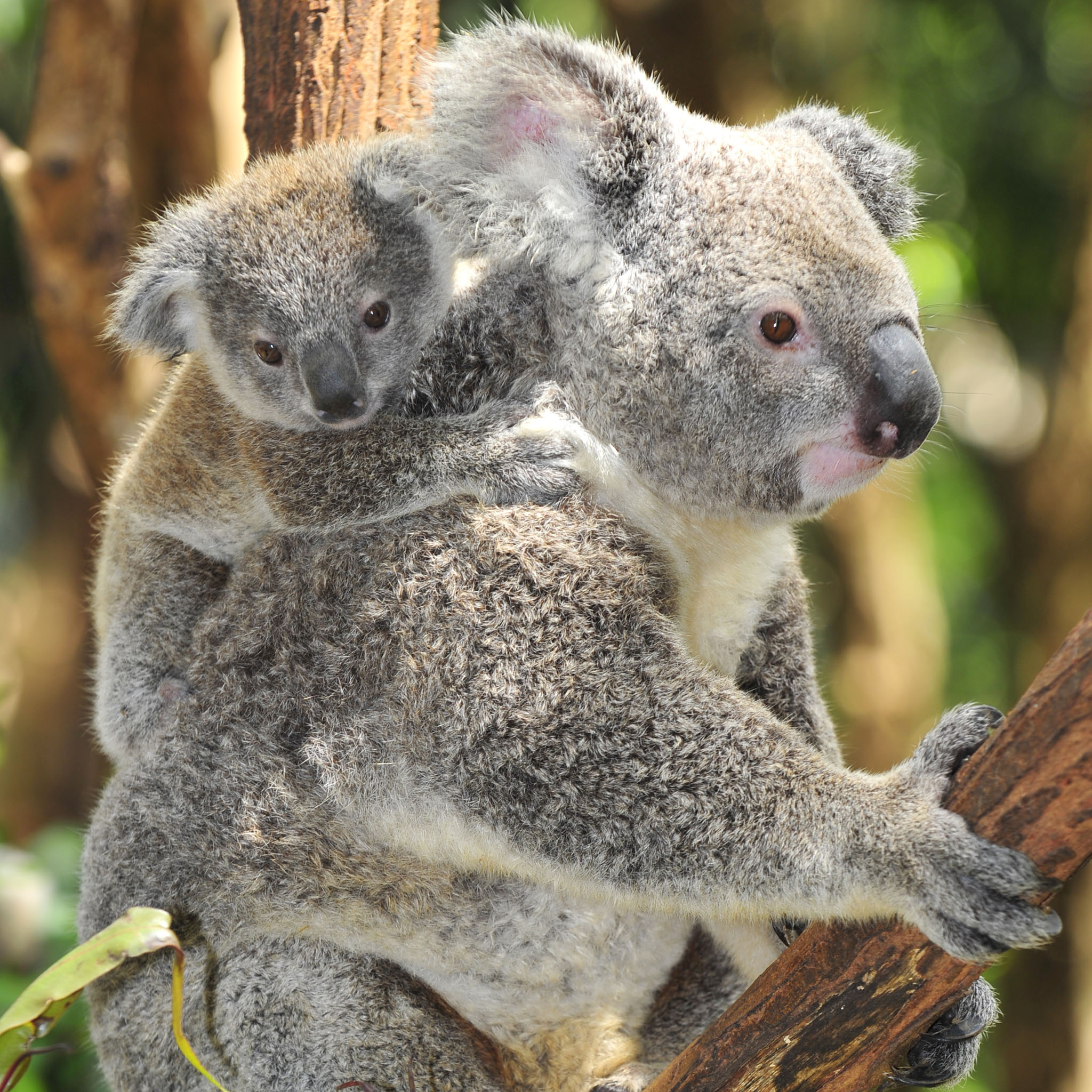 Newborn Baby Koalas , HD Wallpaper & Backgrounds