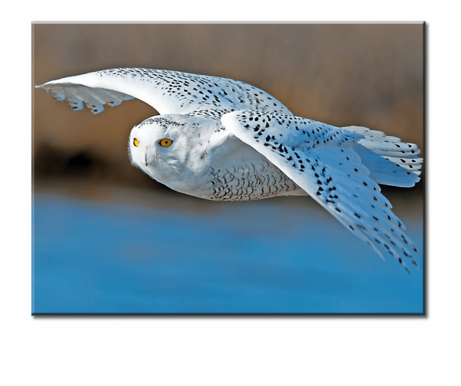 1 Panel Canvas Wall Art - Flying Meowl , HD Wallpaper & Backgrounds