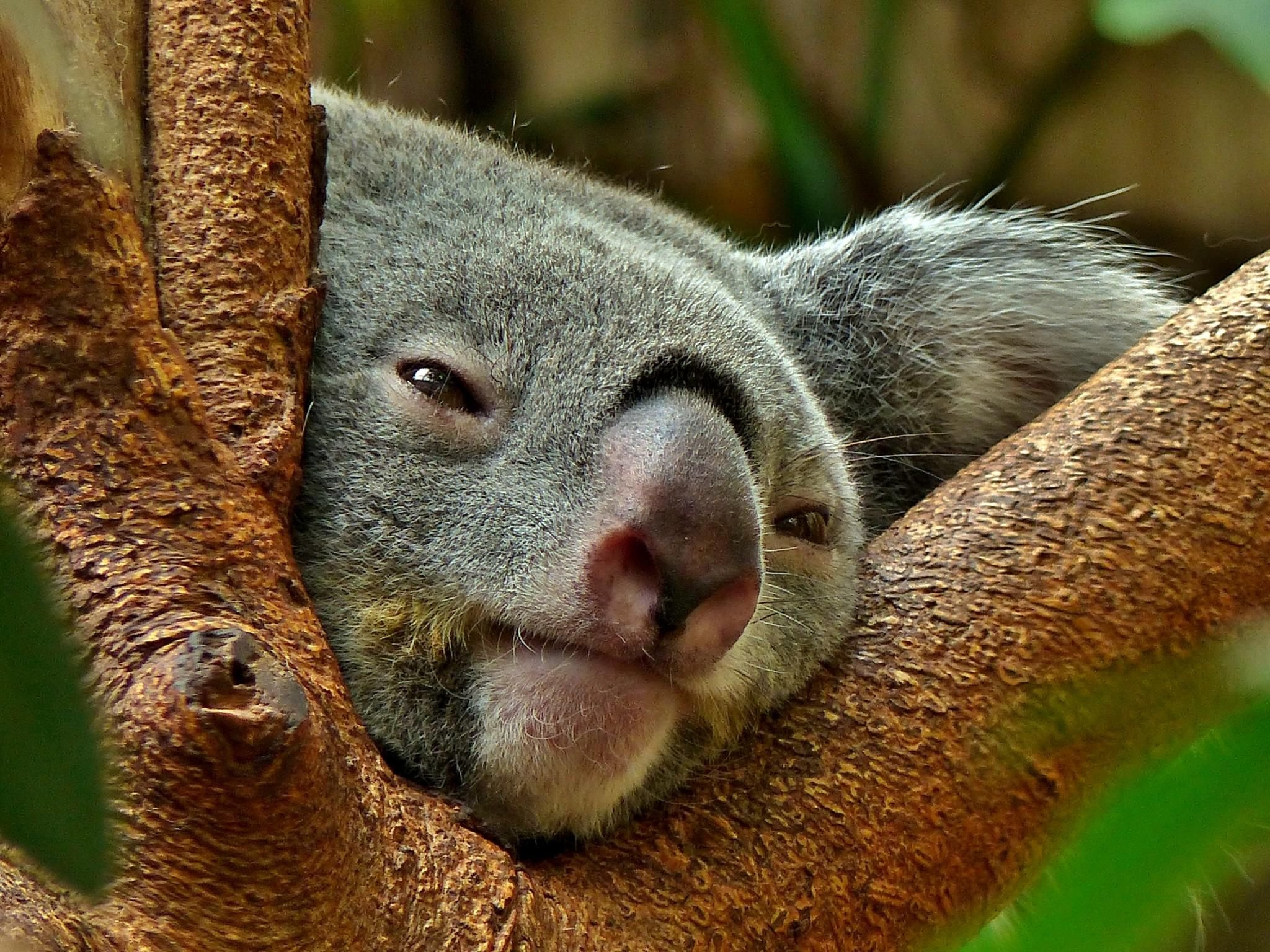 Koala , HD Wallpaper & Backgrounds