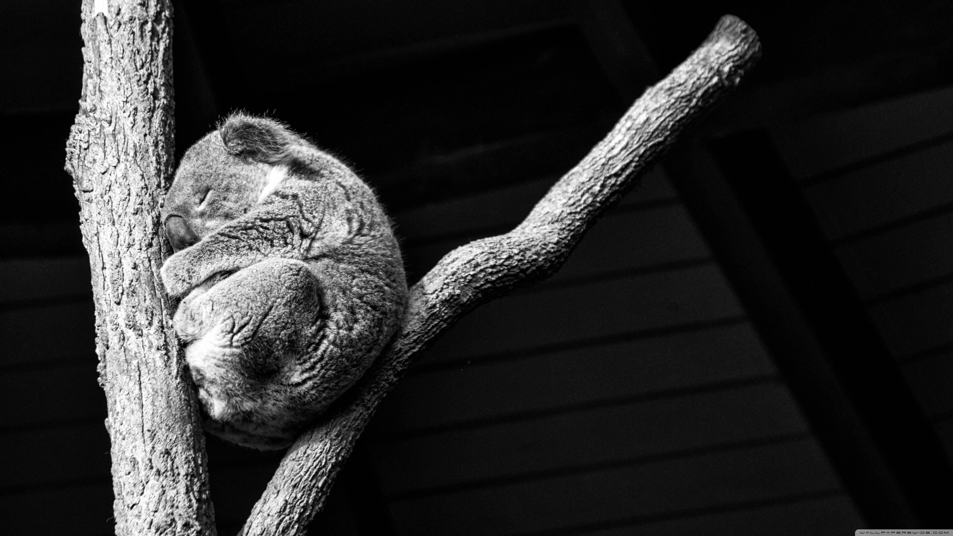 4k Koala Taking A Nap Wallpaper For Desktop And Mobile - Koala Wallpaper Full Hd , HD Wallpaper & Backgrounds