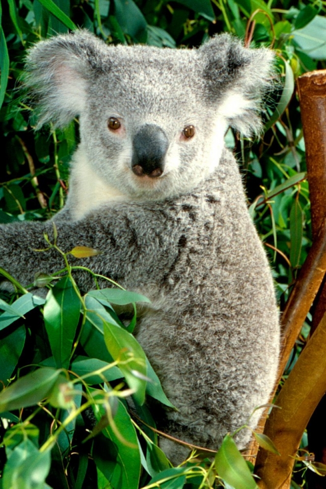 Wallpaper - Australia Koala , HD Wallpaper & Backgrounds